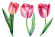 flowers tulips on isolated white, watercolor drawing, botanical painting, spring flora