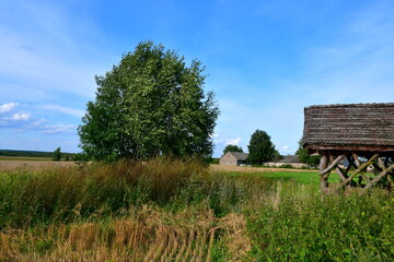 Wall Mural - A view of a freshly harvested or mown field, meadow or pastureland located in the midle of nowhere, with some trees, shrubs, and other flora visible on a Polish countryside during a summer day