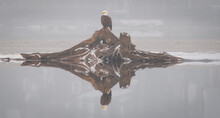 An American Bald Eagle Perched On A Log With Reflection. 
