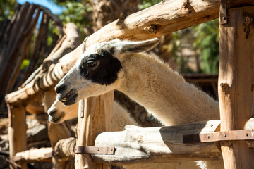 Wall Mural - Llama in the corral begs for food