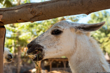 Wall Mural - Llama in the corral begs for food