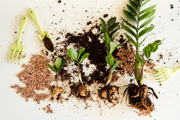 The process of transplanting a home flower into a new pot on a white background