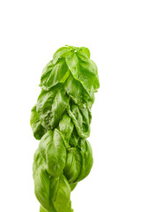 Basil herb with green fresh leaves isolated on white