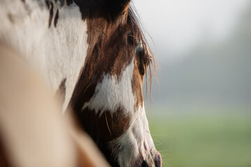 Wall Mural - Paint horse in a foggy morning