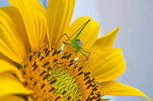 Macro Eines Grashüpfer Auf Einer Blühenden Sonnenblume Sitzend Und Frech Schauend, Macro Of Grasshopper Sitting On A Sunflower Looking Cheeky