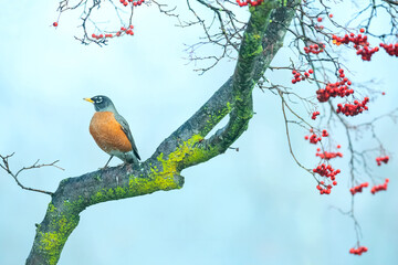 Wall Mural - robin