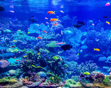 School Of Fish Swimming In A Large Aquarium