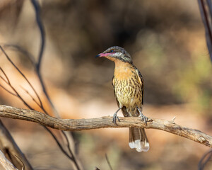 Wall Mural - The Spiny-cheeked Honeyeater (Acanthagenys rufogularis) is a large, cinnamon-breasted honeyeater with dark-tipped pink bill. 