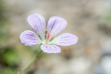 Wall Mural - native species of Single Flower Cranesbill