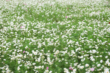 White Cosmos Flowers Farm