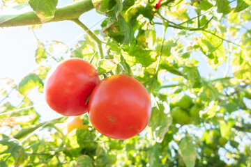 Canvas Print - tomato at a farm