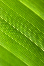 Closeup Macro Photograph Of The Young Green Banana Leaf.
