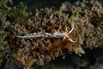 Wall Mural - Caloria indica