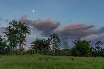 reflection of a sunset by a lagoon inside the amazon rainforest basin. the amazon river basin compri