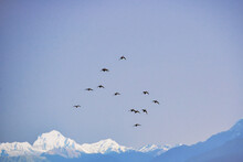 雪山を背景に飛ぶ野鳥の群れ