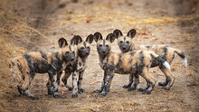 African Wild Dog Pups Posing For Their Photo. They Were Running And Fooling Around As Young Ones Do And Then Suddenly Stopped, Stood In A Row And Posed For A Photograph.