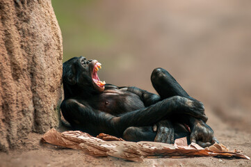 Wall Mural - lying west african chimpanzee relaxes