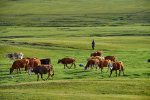 Herd Of Cows
