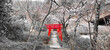 Japanese shrine gate in forest