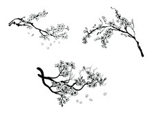 Set Of Blooming Cherry. Collection Of Sakura Branch With Flower Buds. Colorful Illustration Of A Blossoming Tree. Spring Flowers Of Japanese Cherry. Hand-drawn. Tattoos.