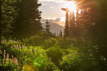 Mountains meadow