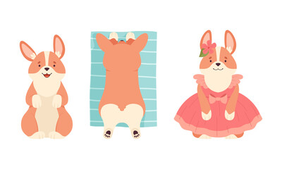 Canvas Print - Welsh Corgi with Short Legs and Brown Coat Sitting and Wearing Dress Vector Set