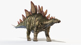 3d rendered illustration of a Stegosaurus