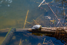 Turtle In The Pond