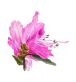 Fototapeta Motyle - Botanical macro illustration of the Ledum flower. Beautiful watercolor botanical illustration of Rhododendron dauricum. A hand-drawn pink spring flower on a white background.