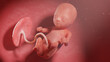 3d rendered illustration of a human fetus - week 14