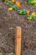 Numbered wooden stake marking the planting of plants for natural parks, selective approach.