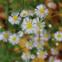 Erigeron Annuus. Close-up Of  Wild White And Yellow Daisies On Early Autumn Also Called Fleabane Daisy