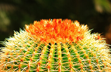 Wall Mural - Echinocactus grusonii, Cactus, Cactaceae, Gran Canaria, Canary Islands, Spain.