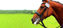 Cropped Image Of A Horse. Horse Wearing Tack, Horizontal View, Close Up. Equestrian Sports, Dressage Test, Horse Tack  Concept.