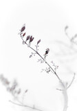 Fototapeta  - Closeup on branch in winter