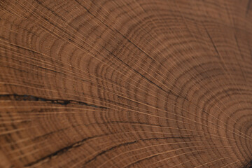 Wall Mural - handmade table made of natural elm wood, isolated on a white background