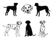 Set of dalmatian. Collection of pedigree spotted dogs. Vector illustration of a dalmatian dog.  Domestic pet.