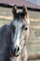 Sticker - portrait of a horse