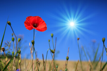 Wall Mural - blooming wild poppies and sunlight on the meadow at summer.