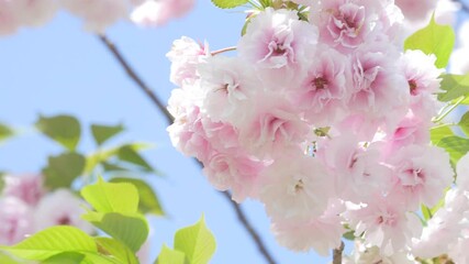 Wall Mural - Beautiful cherry blossom flowers in full bloom, swaying in wind, close up.
Yae sakura flowers in book at springtime. 