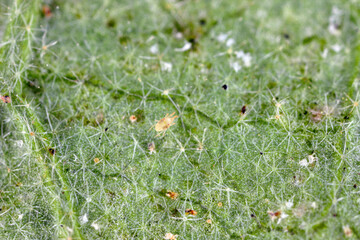 Wall Mural - Two-spotted Spider mite Tetranychus urticae on the underside of the leaf. It is a dangerous pest of plants.