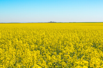 Blossoming beautiful gold yellow rape field scenery