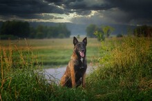 German Shepherd Dog On A Meadow