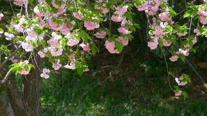 Wall Mural - Beautiful cherry blossom flowers in full bloom, swaying in wind. Yae sakura flowers in book at springtime.