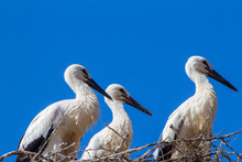 Young Storks In The Nest