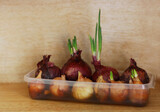 Fototapeta Kuchnia -  A container with onions grown at home.