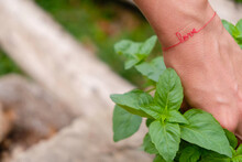 Woman's hand pinches the basil. Red bracelet with the inscription love on a woman's wrist.
