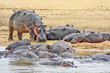 A pod of young Hippos on a sandbank in the Luangwa River at South Luangwa National Park in  Zambia.