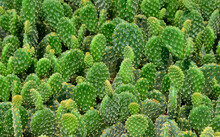 Prickly Ornamental Plants And A Variety Of Cactus Photos