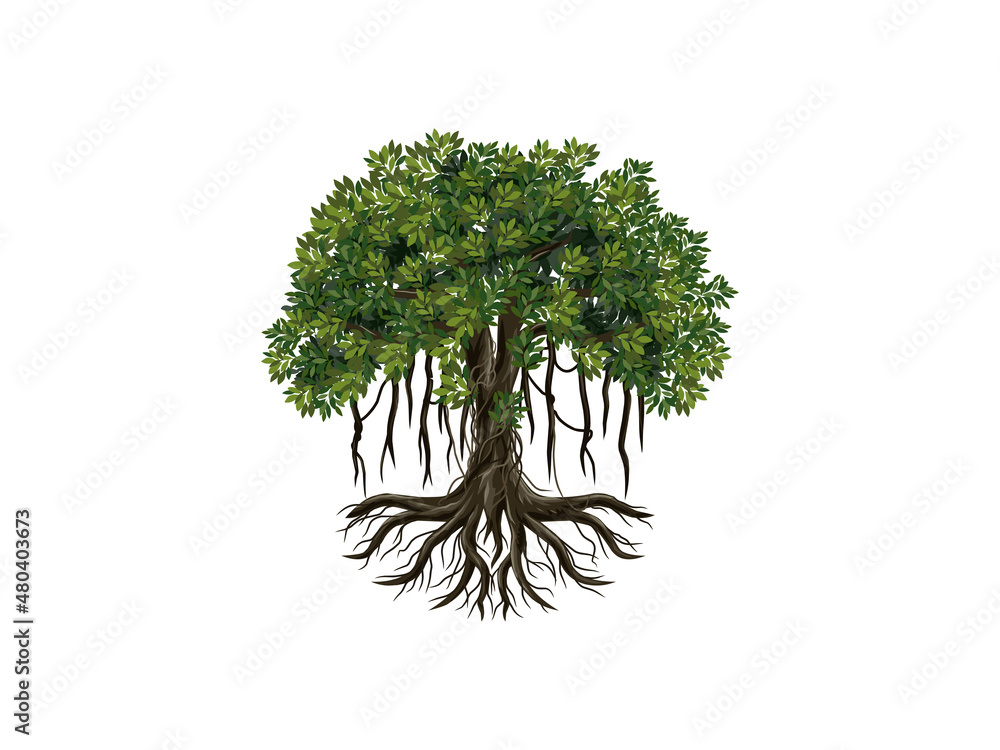 Banyan tree vector illustrations isolated on white. Stock Vector ...